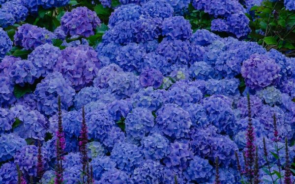 Nature Hydrangea Flowers Purple Flower Flower HD Wallpaper | Background Image