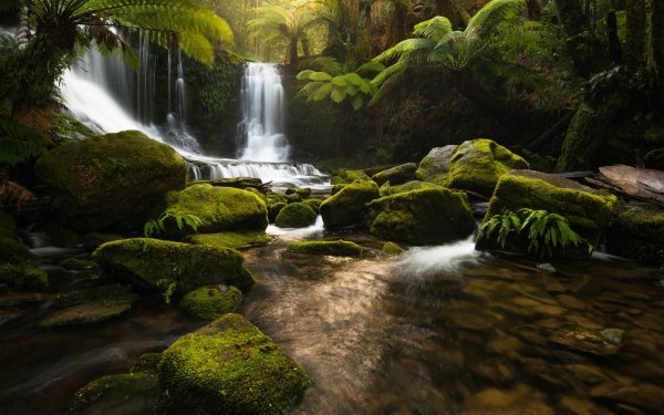 Earth Waterfall Waterfalls Forest Rainforest Plant Fern Greenery HD Wallpaper | Background Image