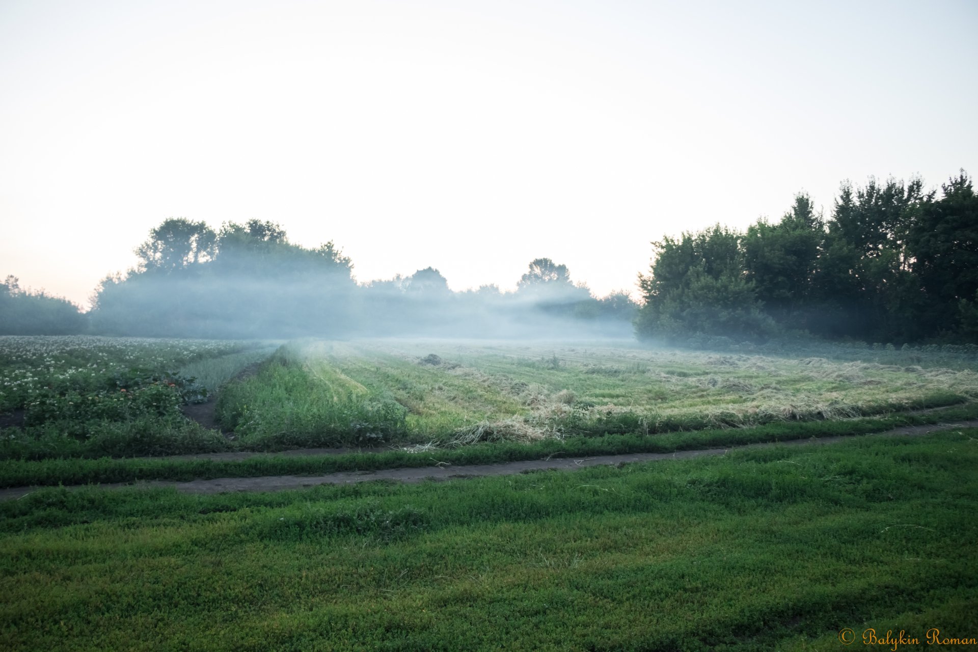 Download Nature Fog 4k Ultra HD Wallpaper by Vergilius