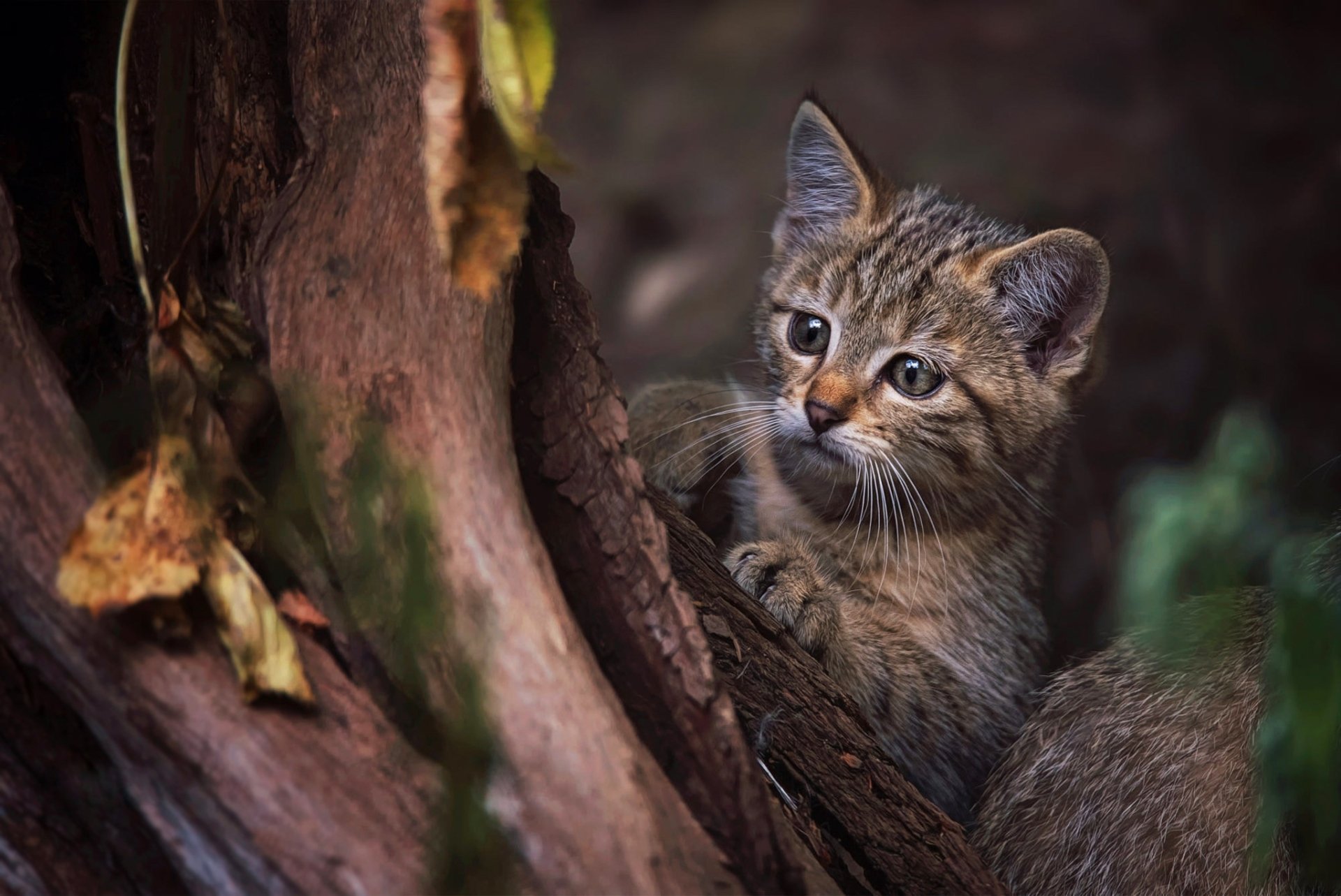 A close-up HD desktop wallpaper of a wildcat kitten nestled among tree branches, capturing the innocence of a baby animal in a natural setting.