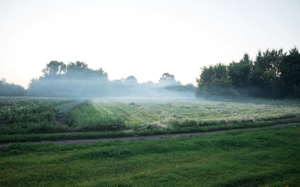 nature fog HD Desktop Wallpaper | Background Image