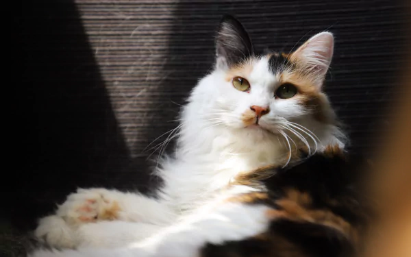 A close-up of a calico cat staring intently, captured in sharp detail as a 4K Ultra HD PC desktop wallpaper and background.
