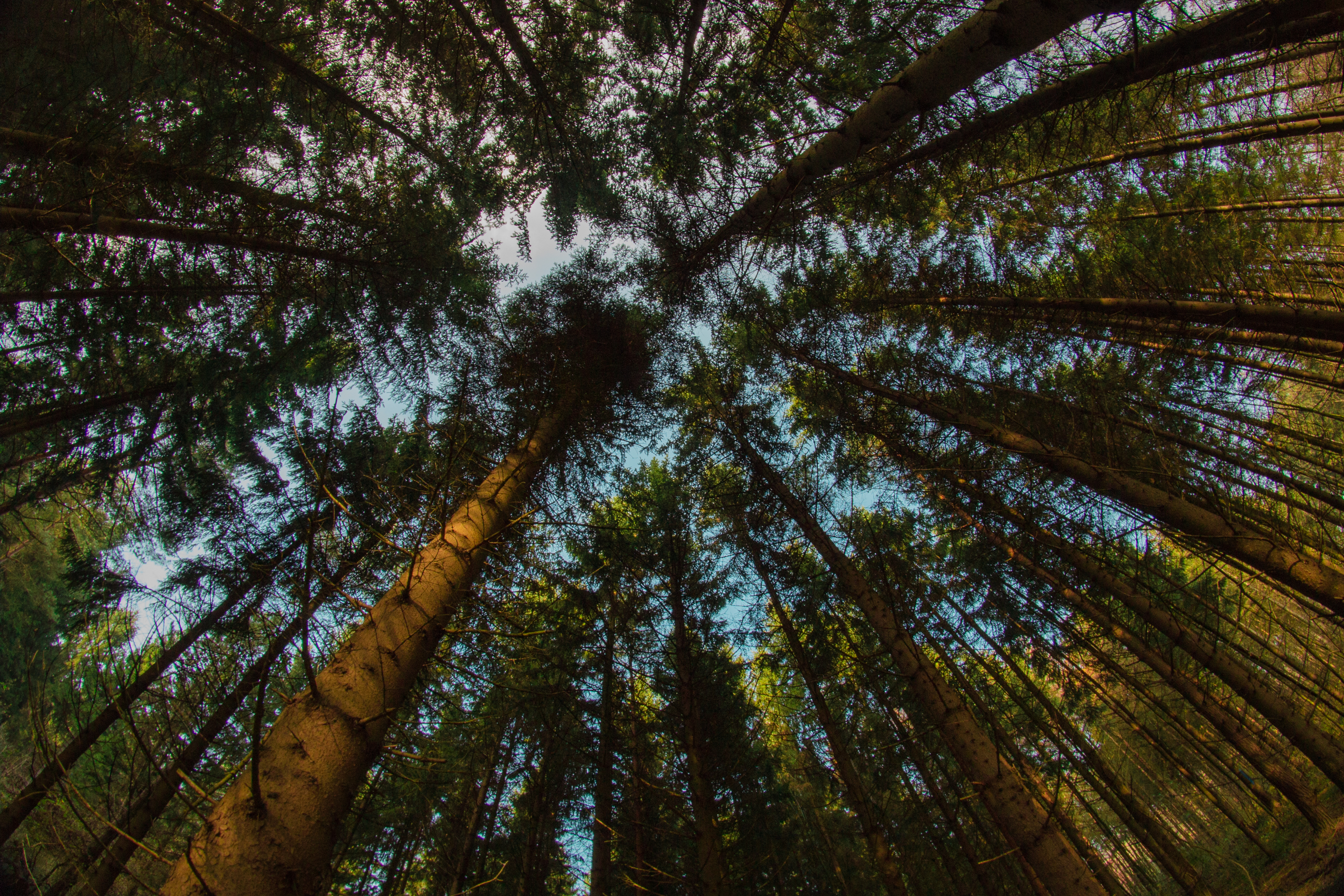 Nature Forest HD Wallpaper | Background Image
