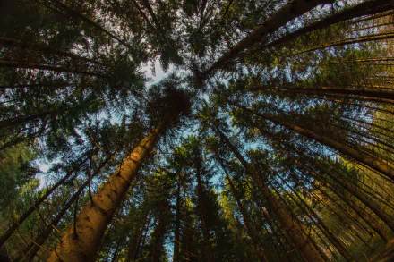 treetops nature forest HD Desktop Wallpaper | Background Image