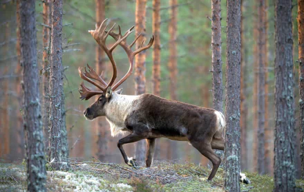 HD desktop wallpaper featuring a majestic caribou walking through a forest with tall, slender trees and soft natural lighting.