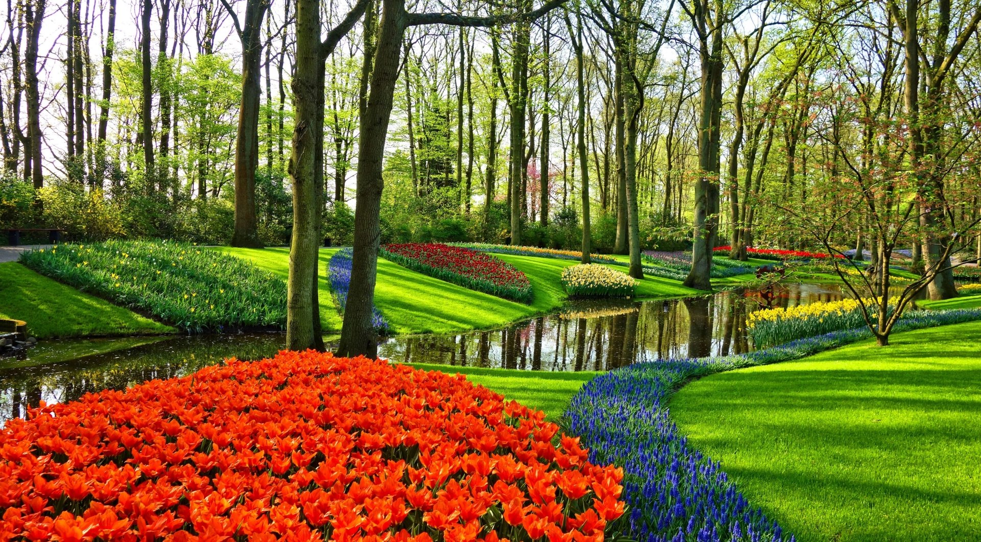 Tulip Garden in Holland
