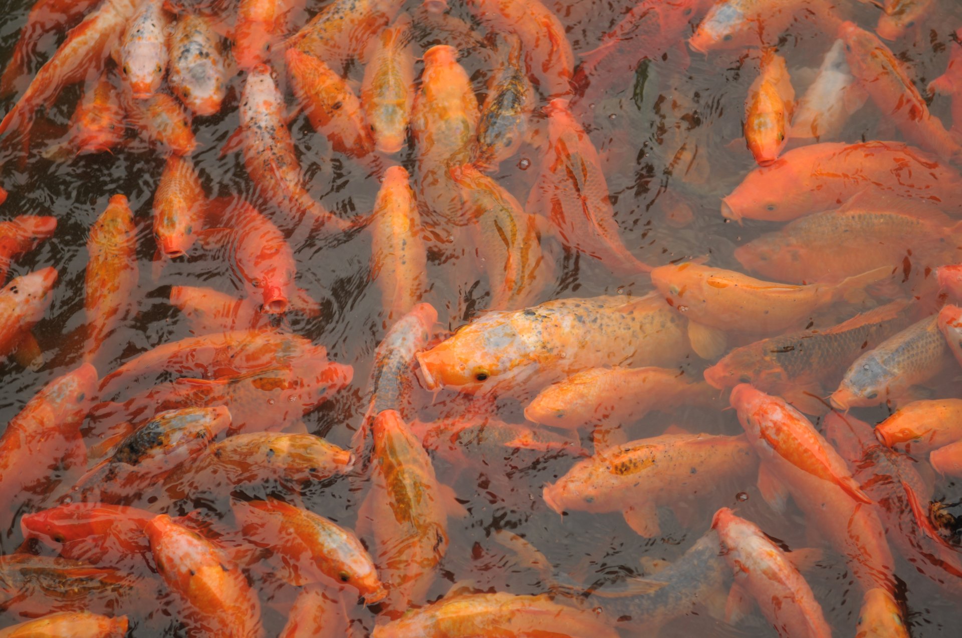Download Fish Animal Koi 4k Ultra HD Wallpaper download-fish-animal-koi-4k-ultra-hd-wallpaper