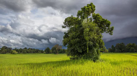 A vibrant green tree stands alone in a lush paddy field under a dramatic cloudy sky, captured in stunning 4K Ultra HD for a PC desktop background.