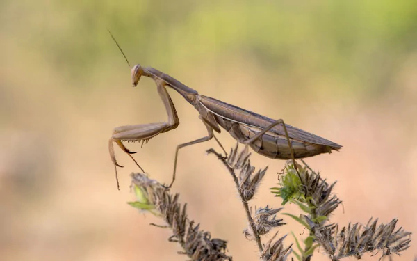 Macro HD PC desktop wallpaper: praying mantis insect (Animal) perched on dried foliage with a soft, blurred green-beige background.