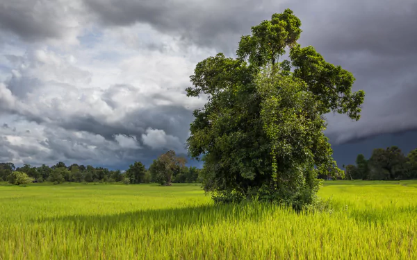 A vibrant green tree stands alone in a lush paddy field under a dramatic cloudy sky, captured in stunning 4K Ultra HD for a PC desktop background.