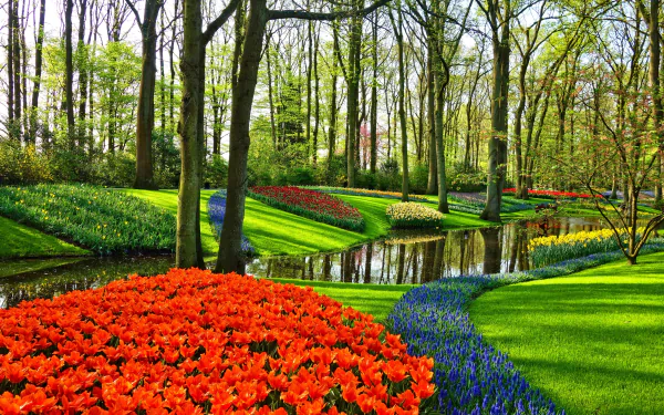 Vibrant tulip beds in a lush garden park in the Netherlands, captured in stunning 4K Ultra HD for a vivid desktop wallpaper background.