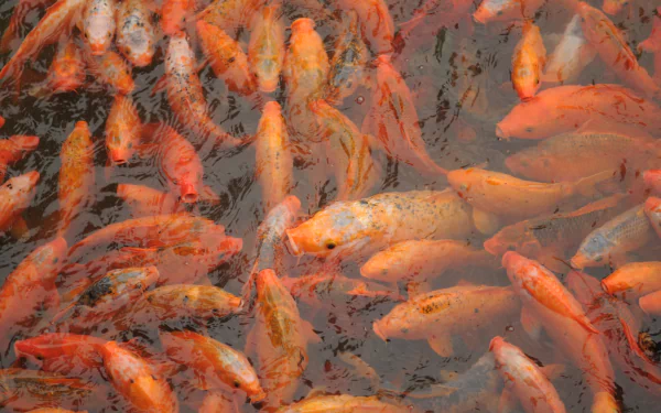 A vibrant 4K Ultra HD desktop wallpaper featuring a dense swarm of orange koi fish swimming in clear water.