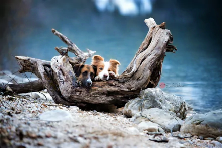 Two dogs resting behind a large piece of driftwood on a rocky shore, captured in this HD PC desktop wallpaper featuring a serene natural scene.