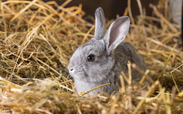 A close-up 4K Ultra HD image of a gray rabbit nestled in straw, captured as a PC desktop wallpaper and background.