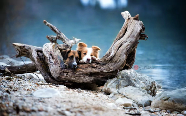 Two dogs resting behind a large piece of driftwood on a rocky shore, captured in this HD PC desktop wallpaper featuring a serene natural scene.
