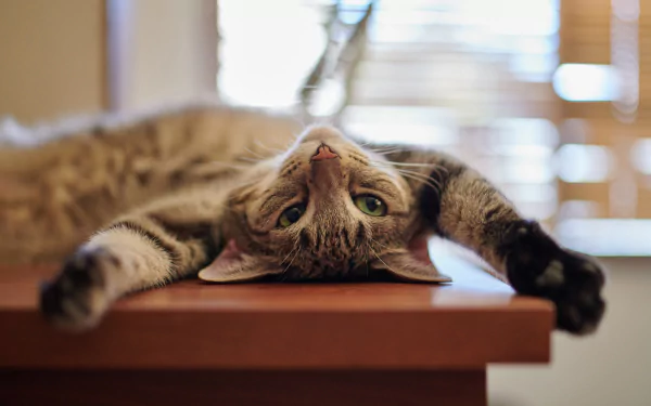 HD wallpaper of a cat staring while lying upside down on a table, in front of a blurred background with light filtering through blinds.