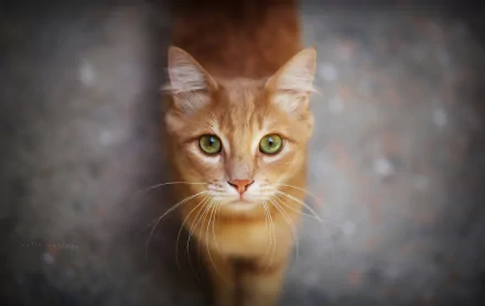 Close-up HD desktop wallpaper of a ginger cat staring directly into the camera with green eyes, blurred background highlighting the feline’s focused expression.