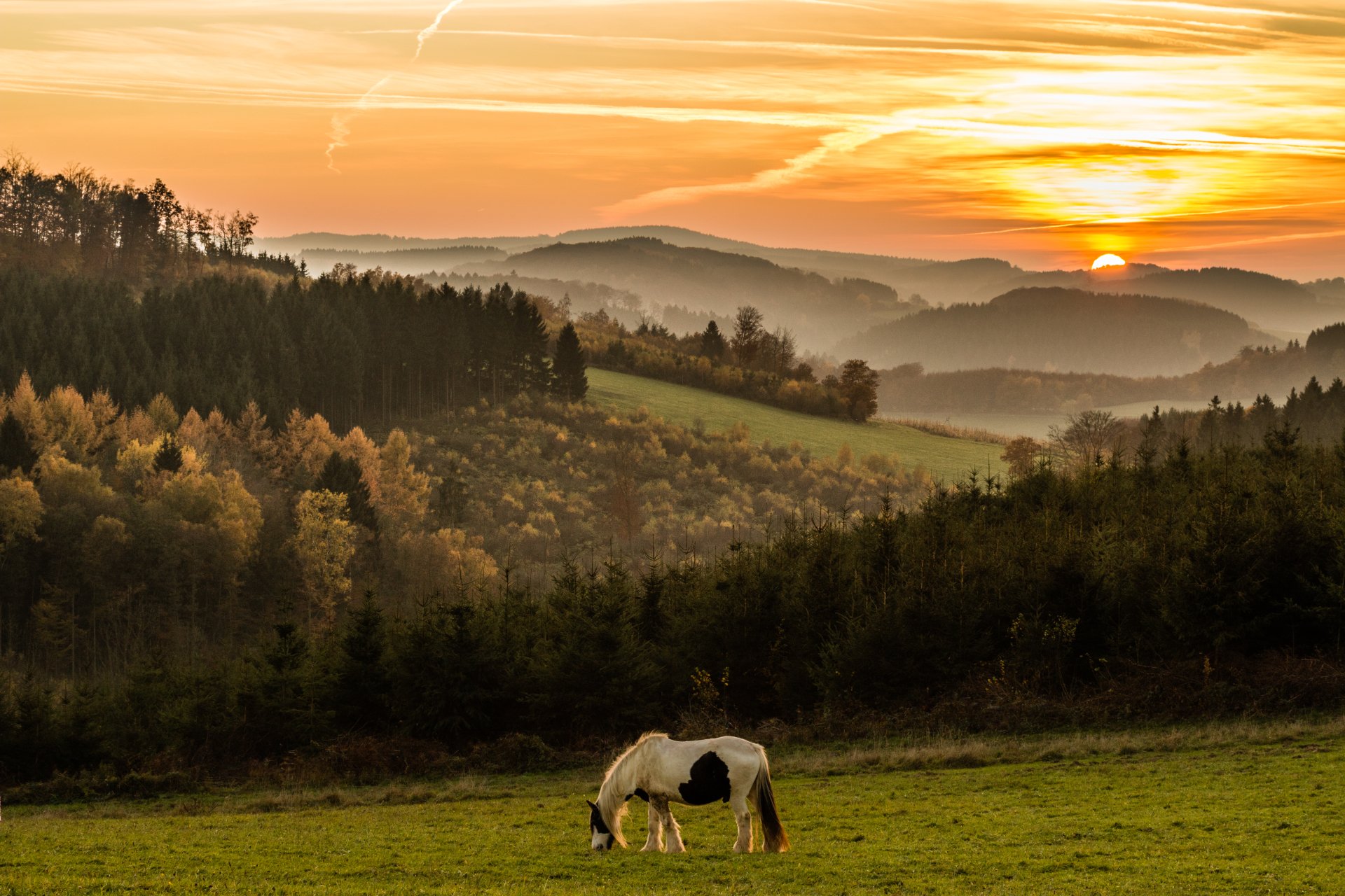 A serene HD desktop wallpaper featuring a horse grazing in a lush meadow against a backdrop of rolling hills and a breathtaking sunrise.