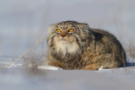 HD PC desktop wallpaper/background: Pallas's cat in winter, a wild cat crouched in snow among dried grass, thick fur and glowing amber eyes.