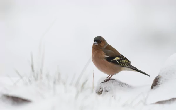 A finch perched on snow-covered ground in a serene winter landscape, captured in HD quality for a crisp desktop wallpaper background.