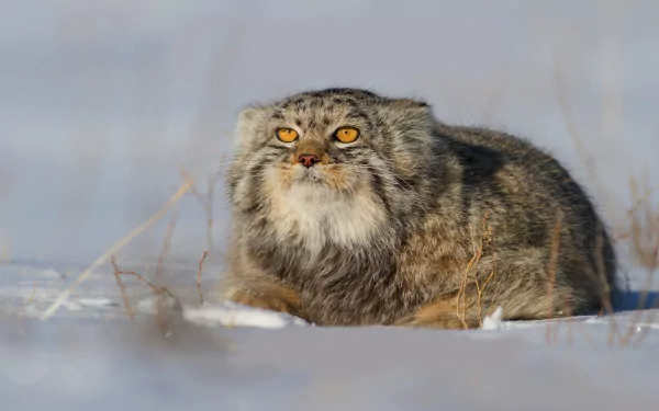 HD PC desktop wallpaper/background: Pallas's cat in winter, a wild cat crouched in snow among dried grass, thick fur and glowing amber eyes.