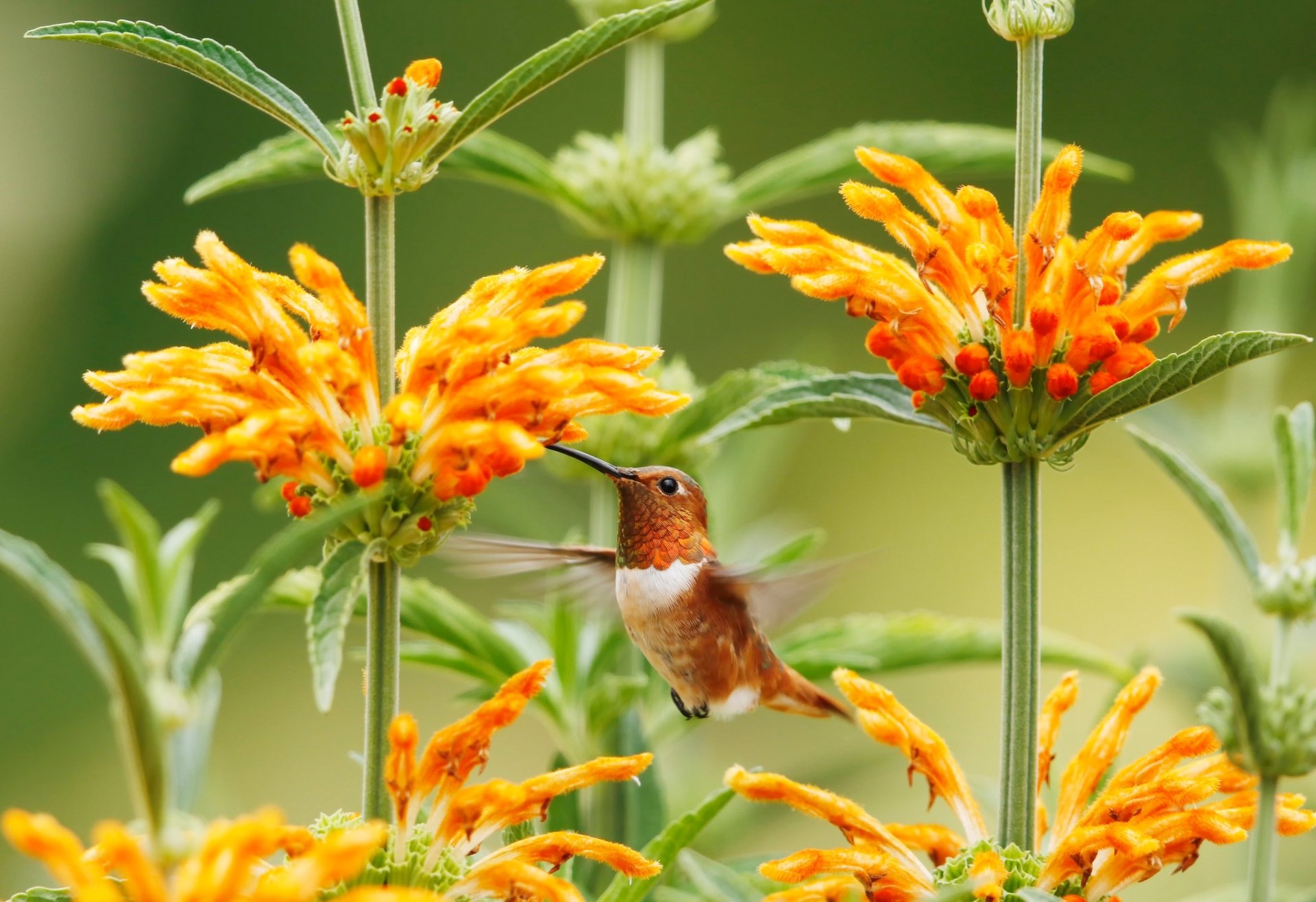 Download Orange Flower Flower Close-up Bird Animal Hummingbird HD Wallpaper
