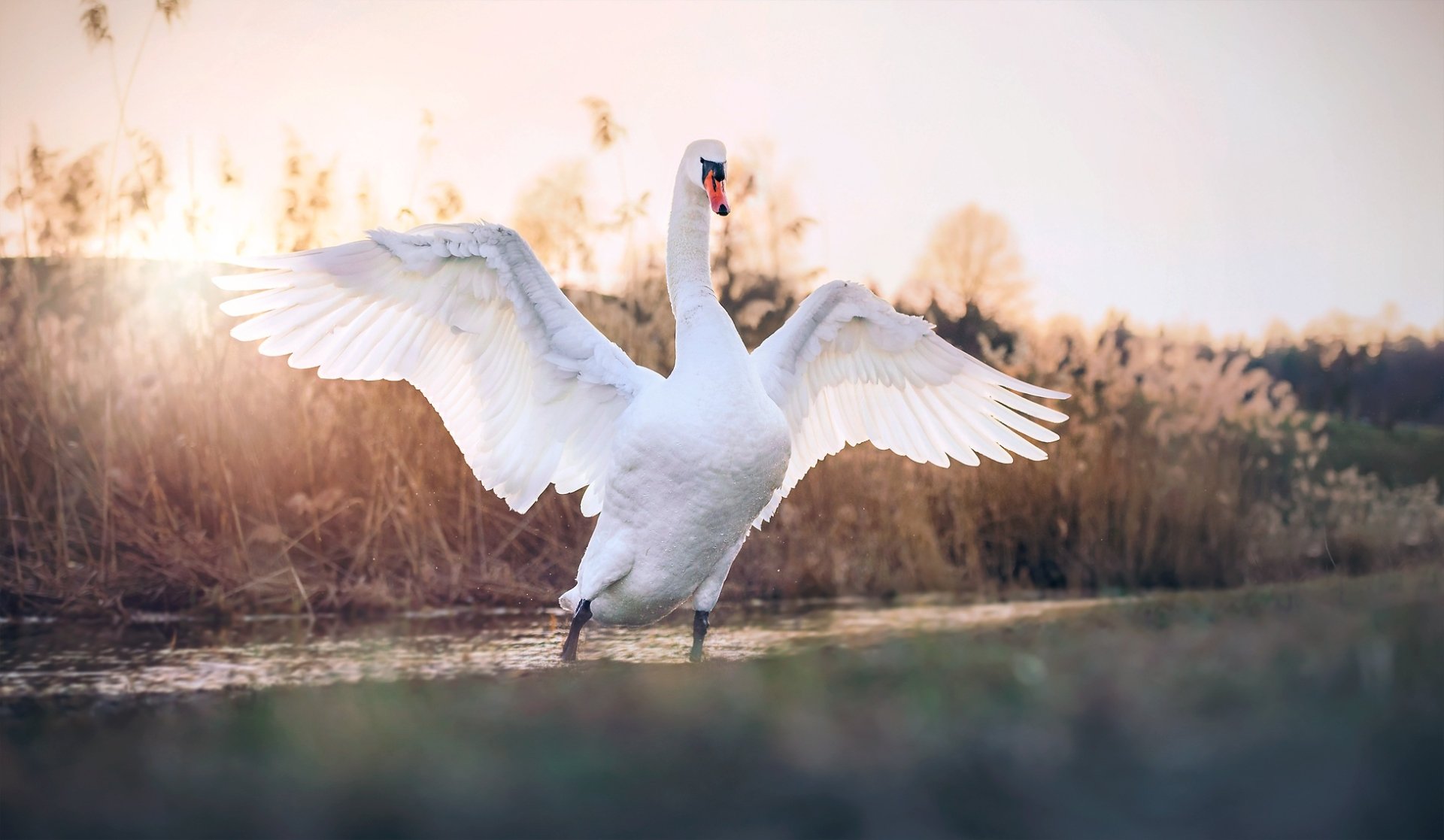 Download Bird Swan Animal Mute Swan HD Wallpaper