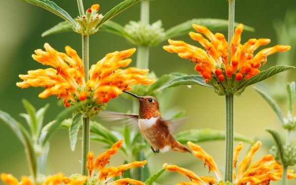 Animal Hummingbird Birds Hummingbirds Bird Close-Up Flower Orange Flower HD Wallpaper | Background Image