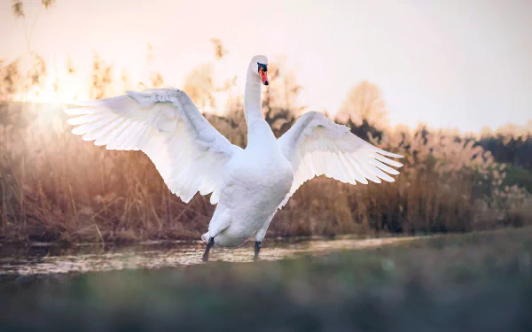 bird swan Animal mute swan HD Desktop Wallpaper | Background Image