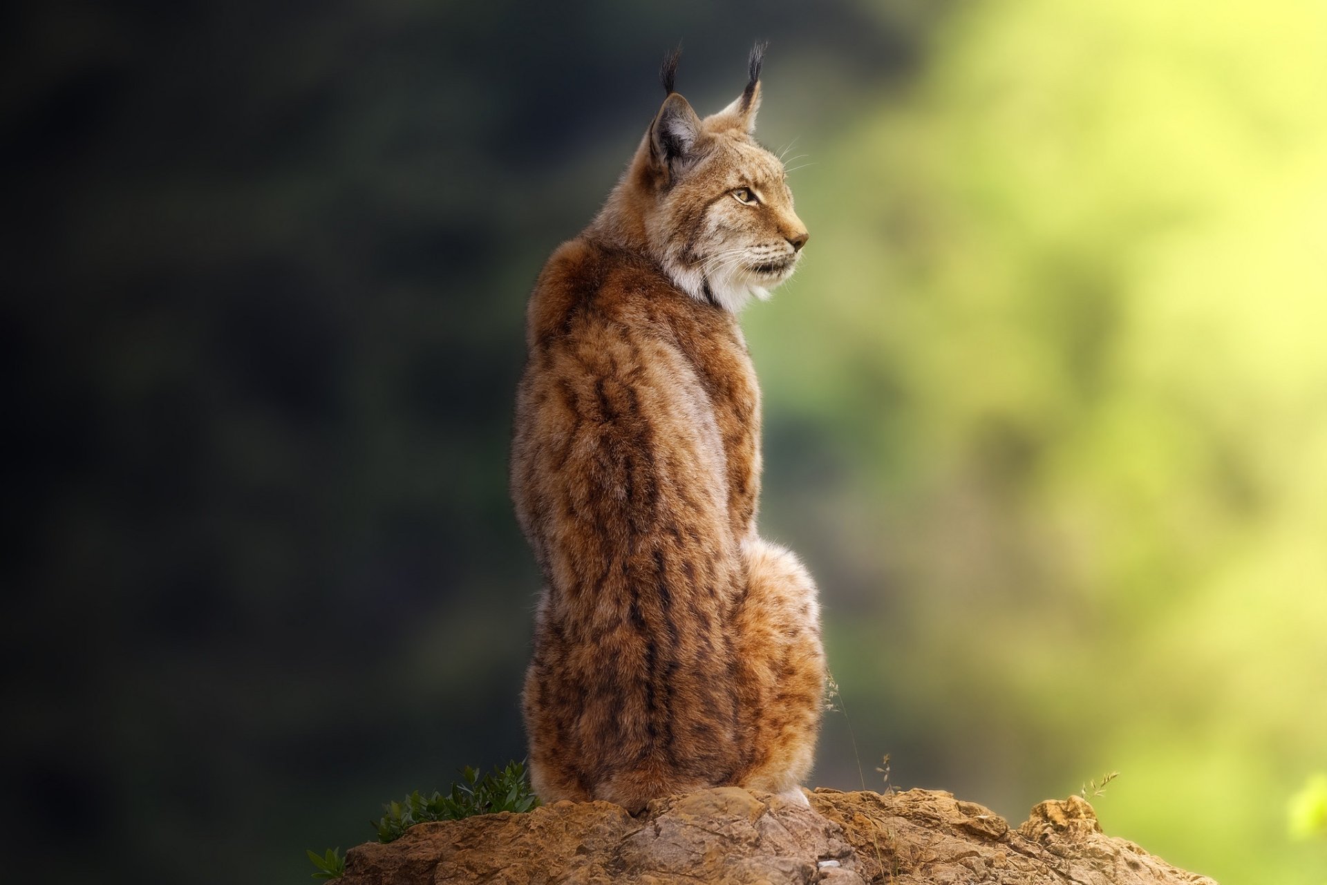 Majestic Lynx HD Wallpaper: Wild Elegance in Focus | 2048x1366 ...