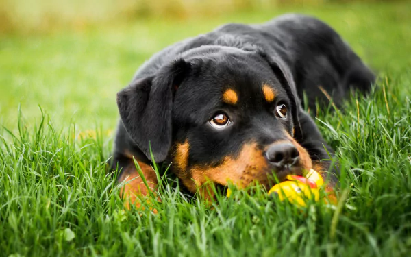A 4K Ultra HD image of a young Rottweiler puppy lying in green grass, chewing on a yellow toy, capturing the charm of this baby animal and dog.
