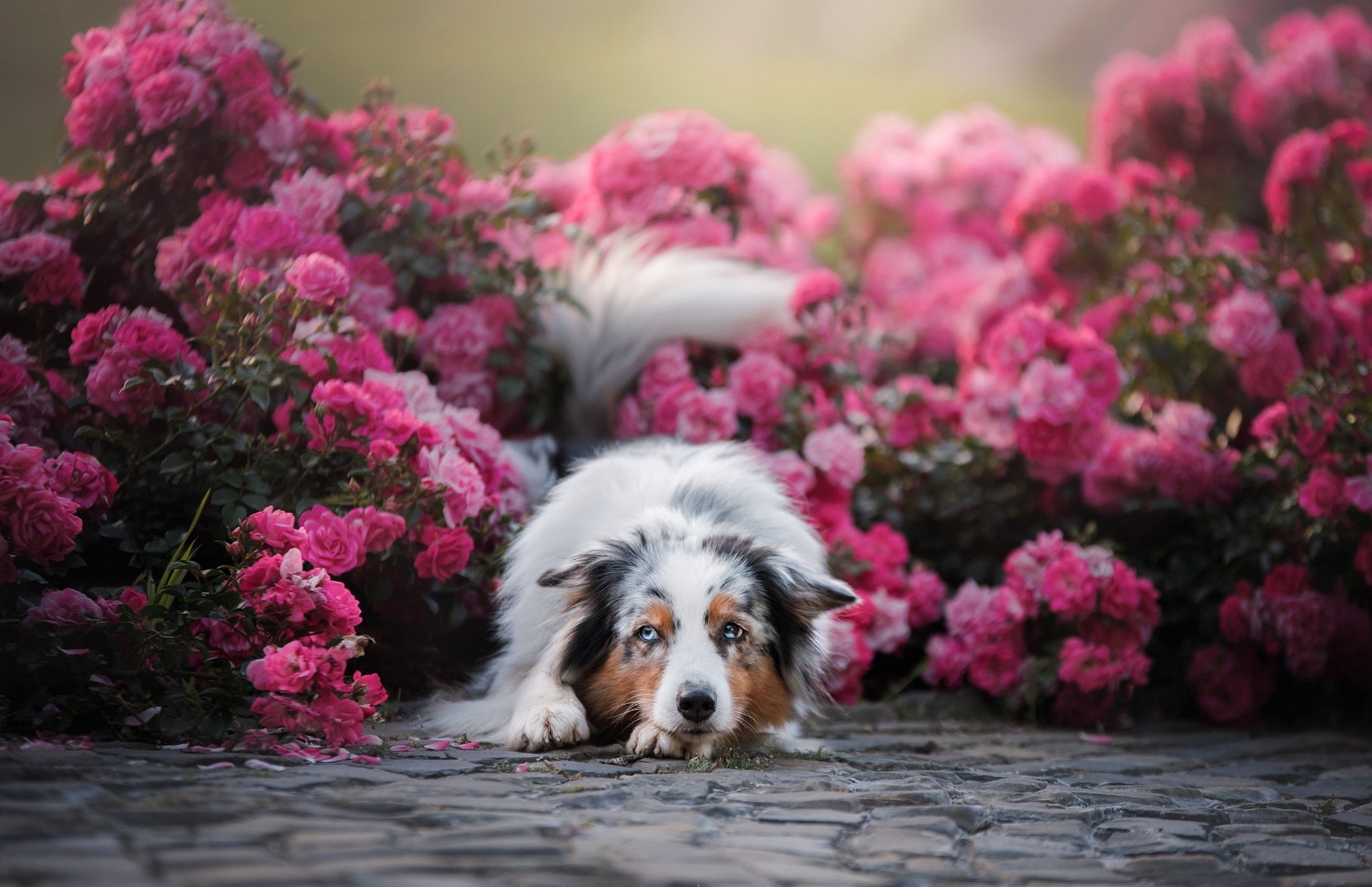 Australian Shepherd HD Wallpaper