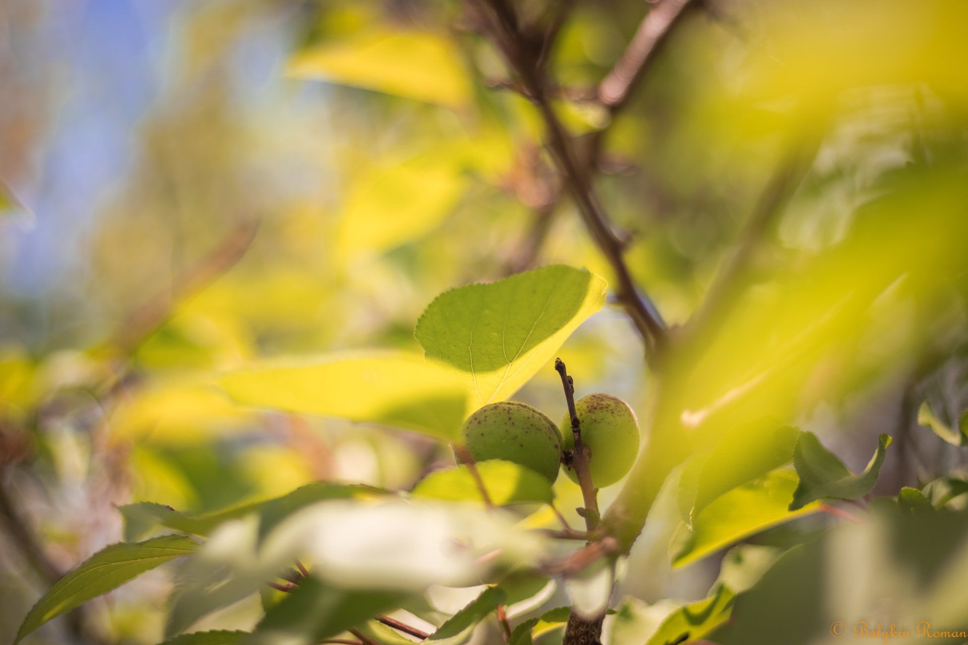Download Nature Apricot Tree 4k Ultra HD Wallpaper by Vergilius