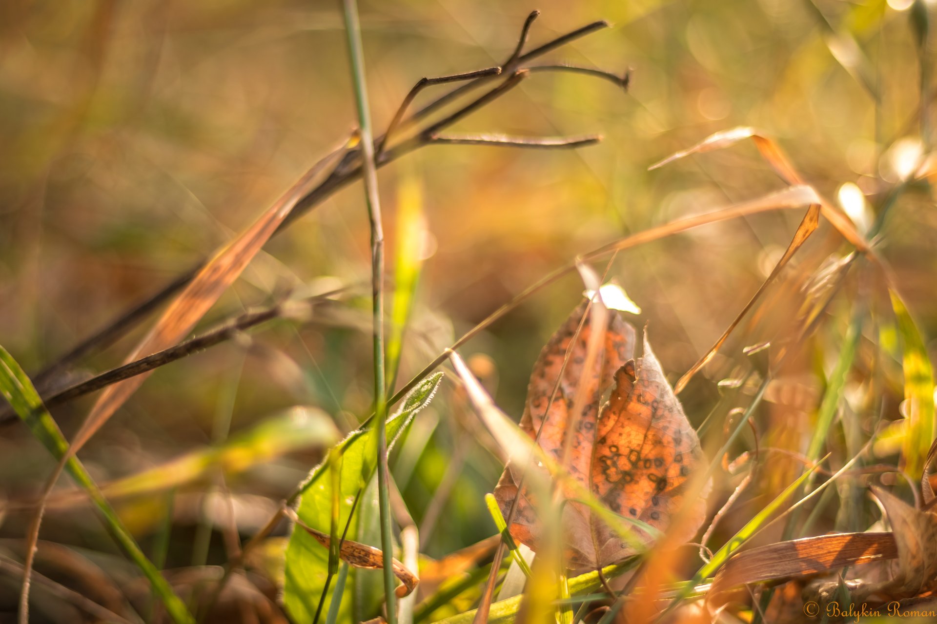 Nature Leaf 4k Ultra HD Wallpaper by Vergilius