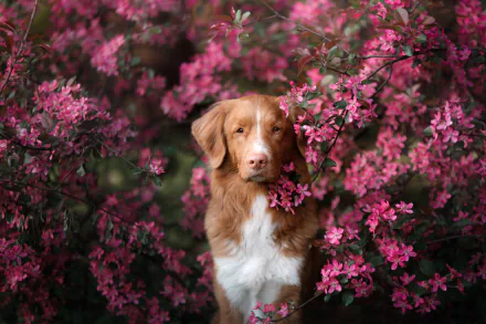 A Nova Scotia Duck Tolling Retriever stands surrounded by vibrant pink flowers in this HD desktop wallpaper and background.