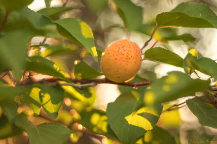 food apricot HD Desktop Wallpaper | Background Image