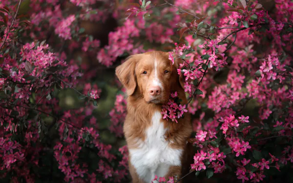 A Nova Scotia Duck Tolling Retriever stands surrounded by vibrant pink flowers in this HD desktop wallpaper and background.