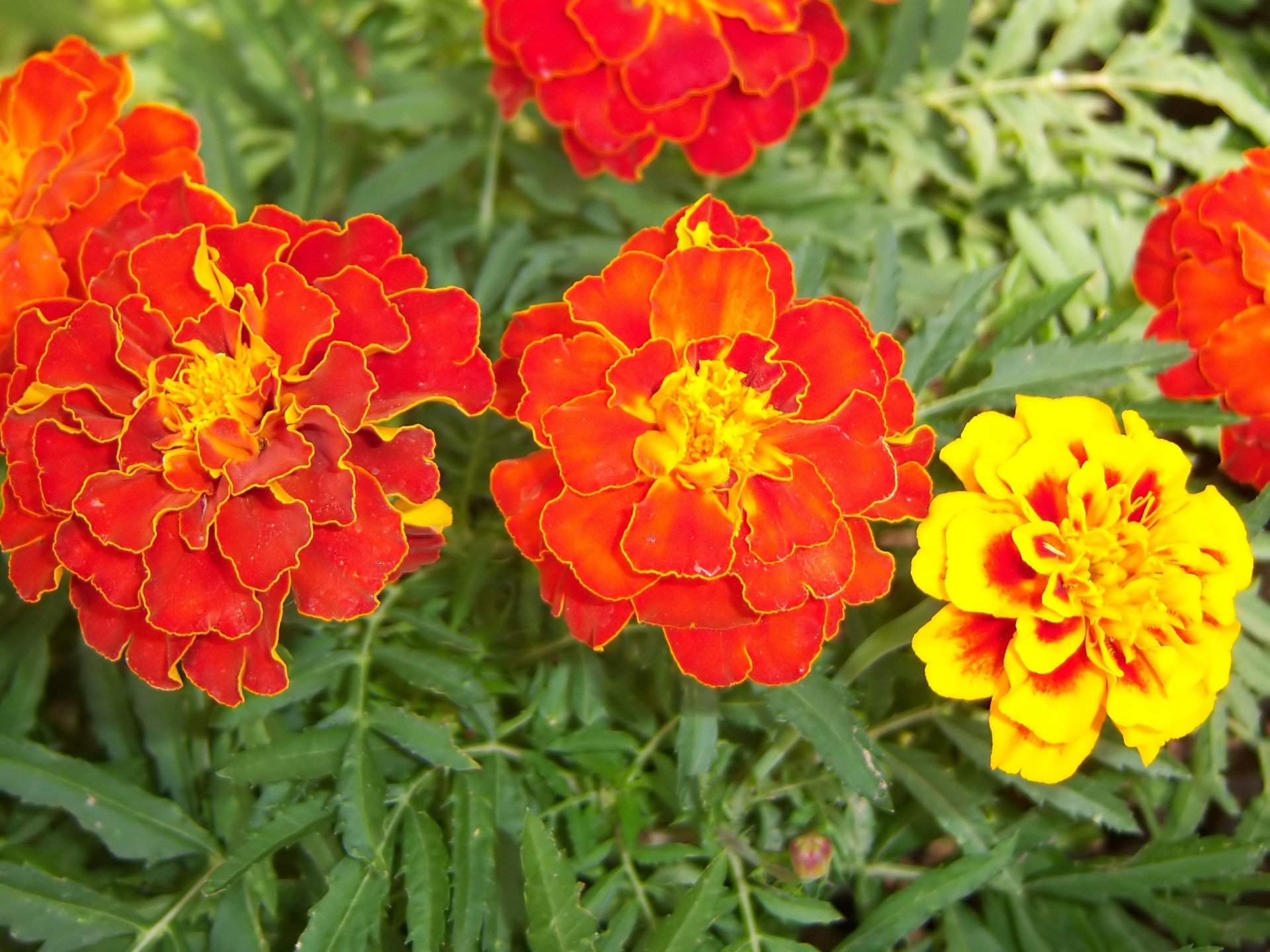 Nature Marigold HD Wallpaper by Meduzanol