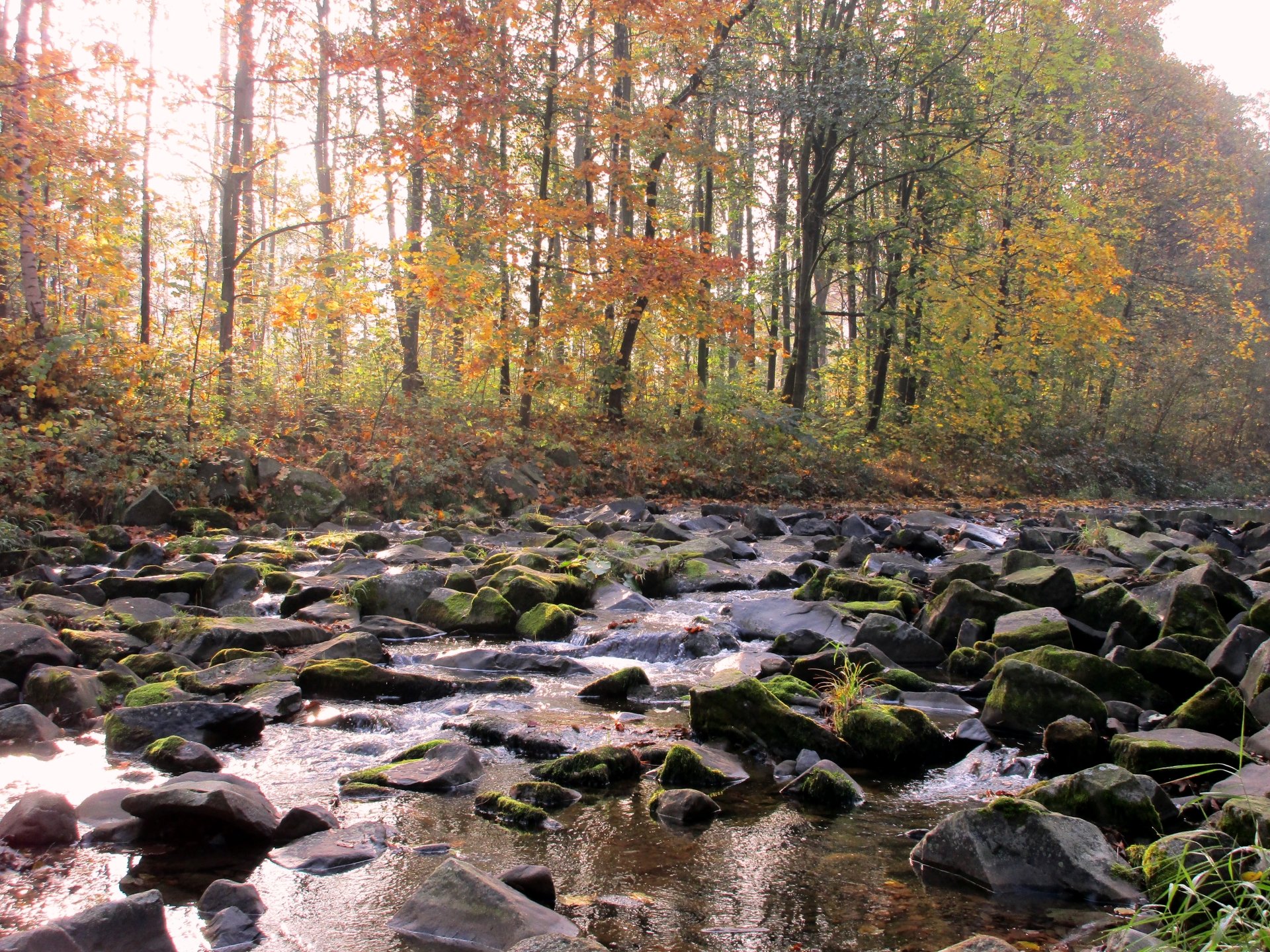 5K Ultra HD PC desktop wallpaper/background: sunlit autumn forest with orange and yellow leaves along a mossy, rocky river.