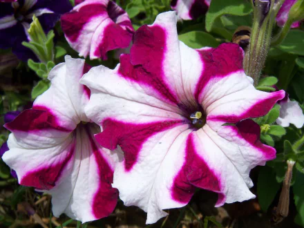 nature petunia HD Desktop Wallpaper | Background Image