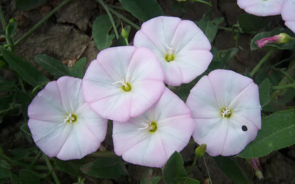 nature Bindweed HD Desktop Wallpaper | Background Image