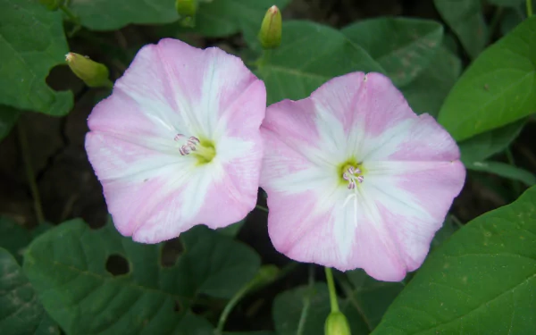 nature Bindweed HD Desktop Wallpaper | Background Image