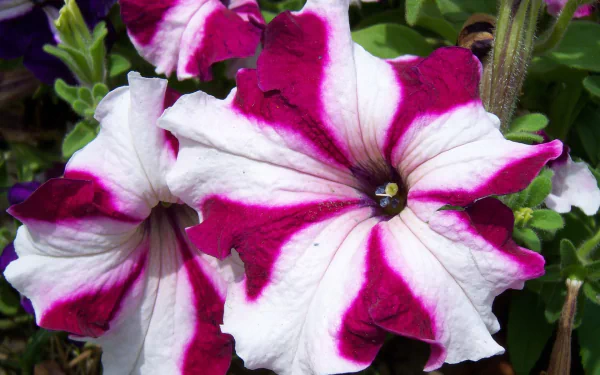 nature petunia HD Desktop Wallpaper | Background Image