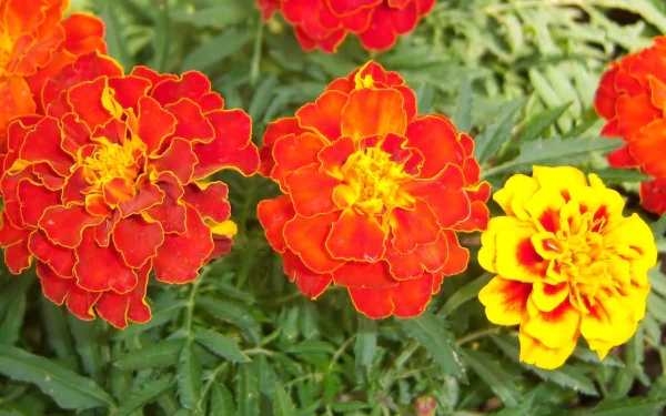 nature marigold HD Desktop Wallpaper | Background Image