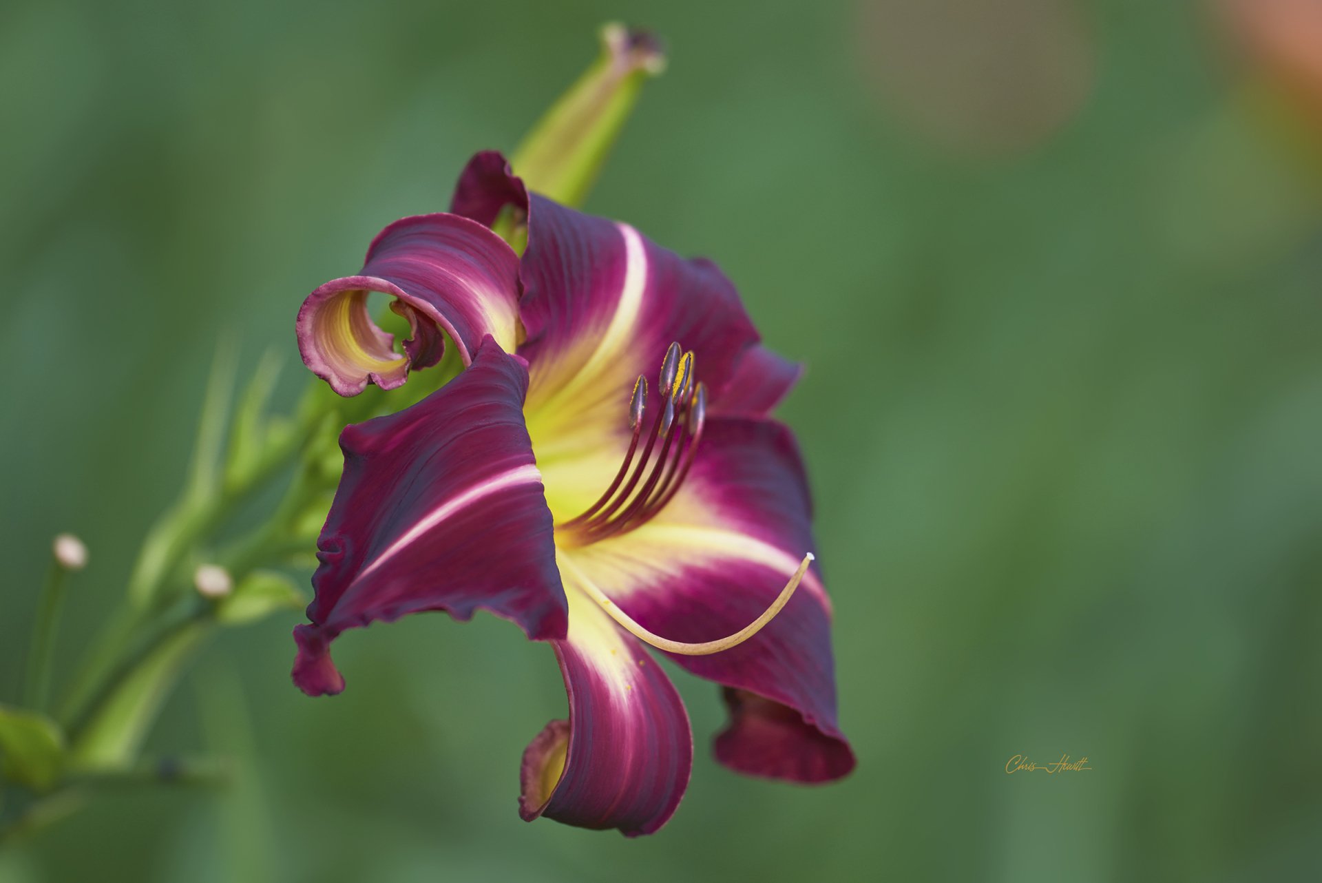 Download Flower Daylily Nature Lily HD Wallpaper