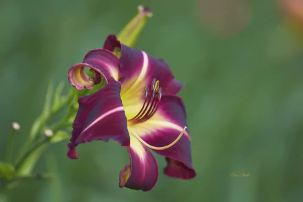 flower daylily nature lily HD Desktop Wallpaper | Background Image