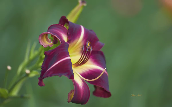 flower daylily nature lily HD Desktop Wallpaper | Background Image