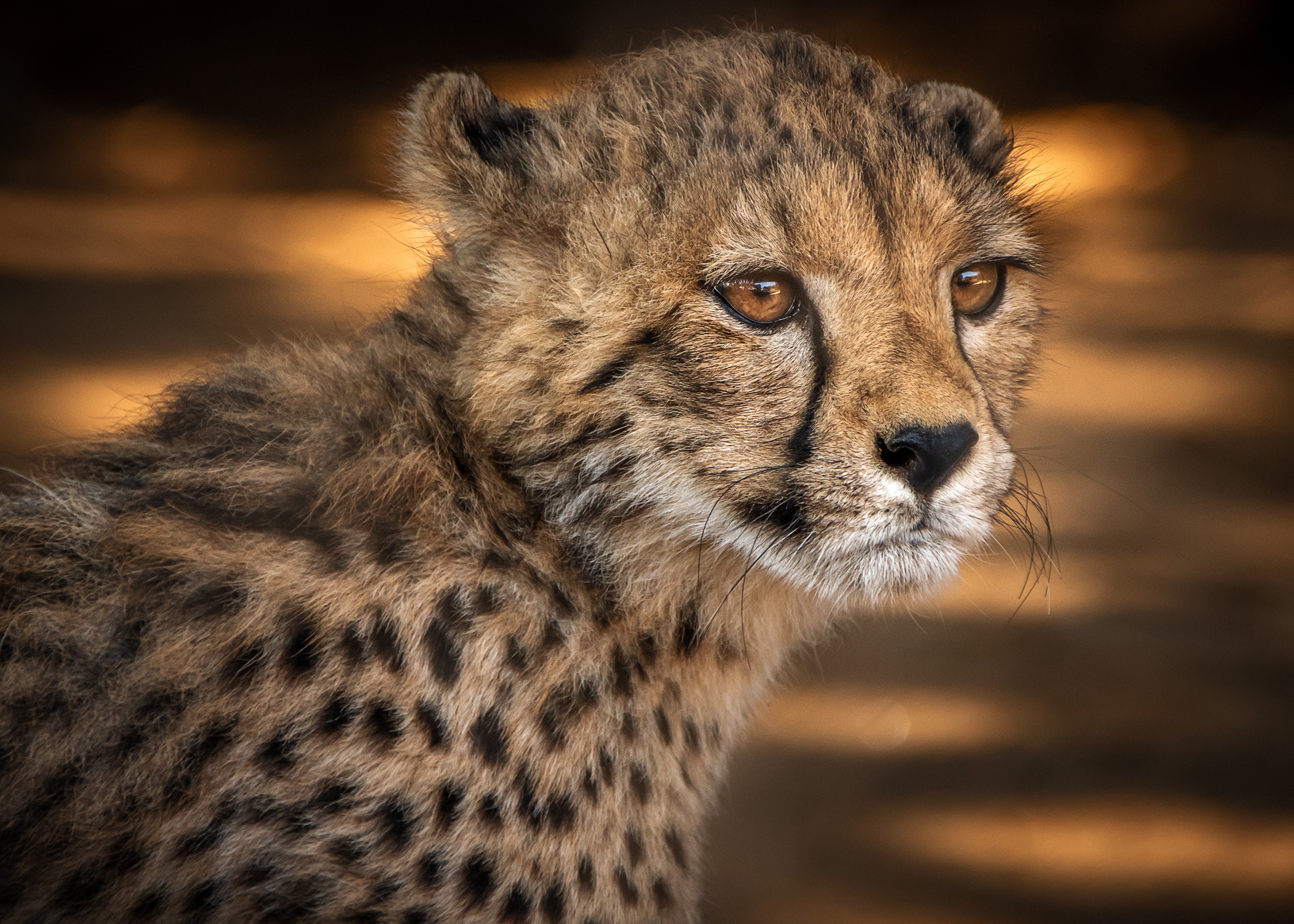 Animal Cheetah HD Wallpaper