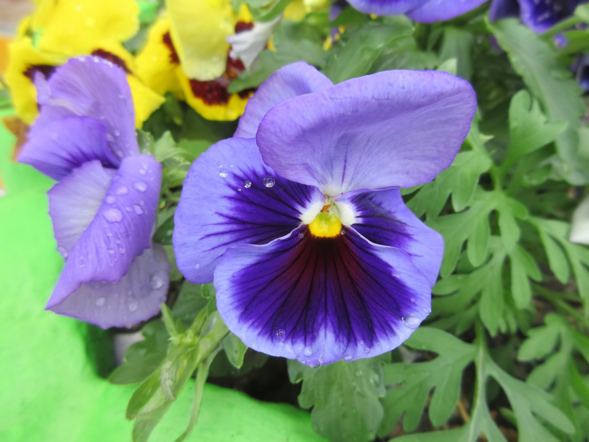 Download Nature Violet HD Wallpaper by Meduzanol