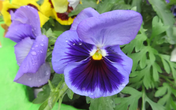 nature violet HD Desktop Wallpaper | Background Image